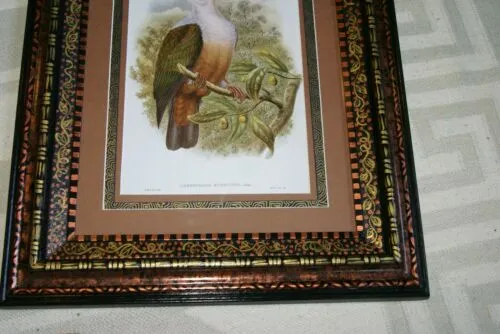 21"X 17” 1948 GOULD  New Ireland Fruit Pigeon  BIRD FOLIO LITHOGRAPH FRAMED IN SIGNED DETAILED ARTIST DETAILED HAND PAINTED FRAME WITH 3 MATS TO ENHANCE THE ART WITHIN GORGEOUS DFPN81 DESIGNER WALL ART DÉCOR