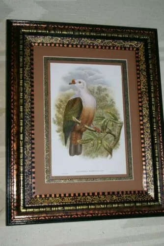 21"X 17” 1948 GOULD  New Ireland Fruit Pigeon  BIRD FOLIO LITHOGRAPH FRAMED IN SIGNED DETAILED ARTIST DETAILED HAND PAINTED FRAME WITH 3 MATS TO ENHANCE THE ART WITHIN GORGEOUS DFPN81 DESIGNER WALL ART DÉCOR