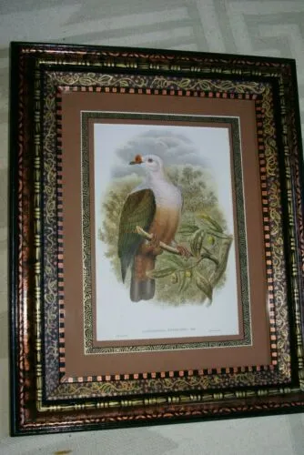 21"X 17” 1948 GOULD  New Ireland Fruit Pigeon  BIRD FOLIO LITHOGRAPH FRAMED IN SIGNED DETAILED ARTIST DETAILED HAND PAINTED FRAME WITH 3 MATS TO ENHANCE THE ART WITHIN GORGEOUS DFPN81 DESIGNER WALL ART DÉCOR