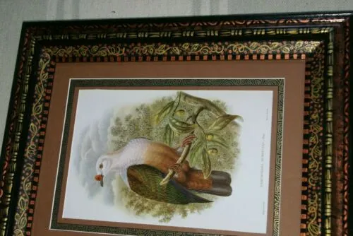 21"X 17” 1948 GOULD  New Ireland Fruit Pigeon  BIRD FOLIO LITHOGRAPH FRAMED IN SIGNED DETAILED ARTIST DETAILED HAND PAINTED FRAME WITH 3 MATS TO ENHANCE THE ART WITHIN GORGEOUS DFPN81 DESIGNER WALL ART DÉCOR