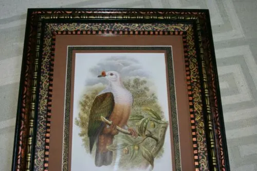 21"X 17” 1948 GOULD  New Ireland Fruit Pigeon  BIRD FOLIO LITHOGRAPH FRAMED IN SIGNED DETAILED ARTIST DETAILED HAND PAINTED FRAME WITH 3 MATS TO ENHANCE THE ART WITHIN GORGEOUS DFPN81 DESIGNER WALL ART DÉCOR