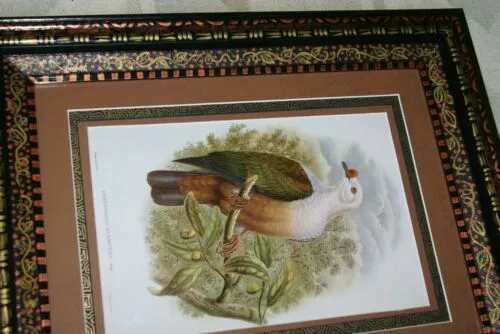 21"X 17” 1948 GOULD  New Ireland Fruit Pigeon  BIRD FOLIO LITHOGRAPH FRAMED IN SIGNED DETAILED ARTIST DETAILED HAND PAINTED FRAME WITH 3 MATS TO ENHANCE THE ART WITHIN GORGEOUS DFPN81 DESIGNER WALL ART DÉCOR