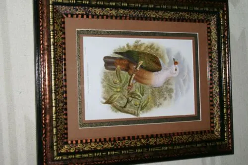 21"X 17” 1948 GOULD  New Ireland Fruit Pigeon  BIRD FOLIO LITHOGRAPH FRAMED IN SIGNED DETAILED ARTIST DETAILED HAND PAINTED FRAME WITH 3 MATS TO ENHANCE THE ART WITHIN GORGEOUS DFPN81 DESIGNER WALL ART DÉCOR