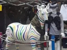 Another Rainbow ZEBRA?!?!?!