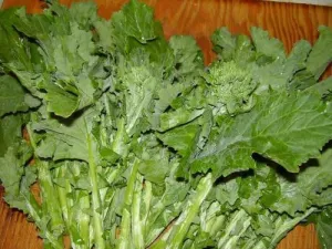 Essex Giant English Rape - Brassica Napus - Vegetable - 400 Seeds