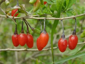 Goji Berry - Bulk Fruit / Berry Seeds - 200 Seeds