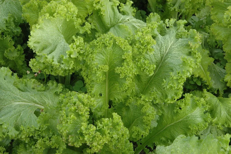 Greenwave Mustard Greens - ORGANIC - Heirloom Vegetable - 100 Seeds