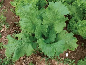 Greenwave Mustard Greens - ORGANIC - Heirloom Vegetable - 100 Seeds