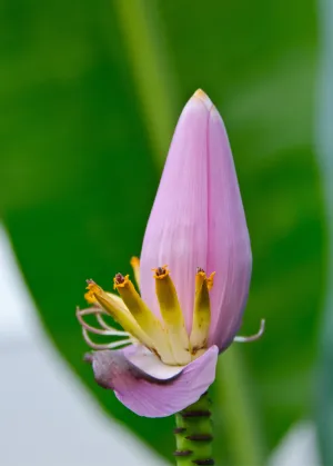 Indian Dwarf Banana (Musa manii)