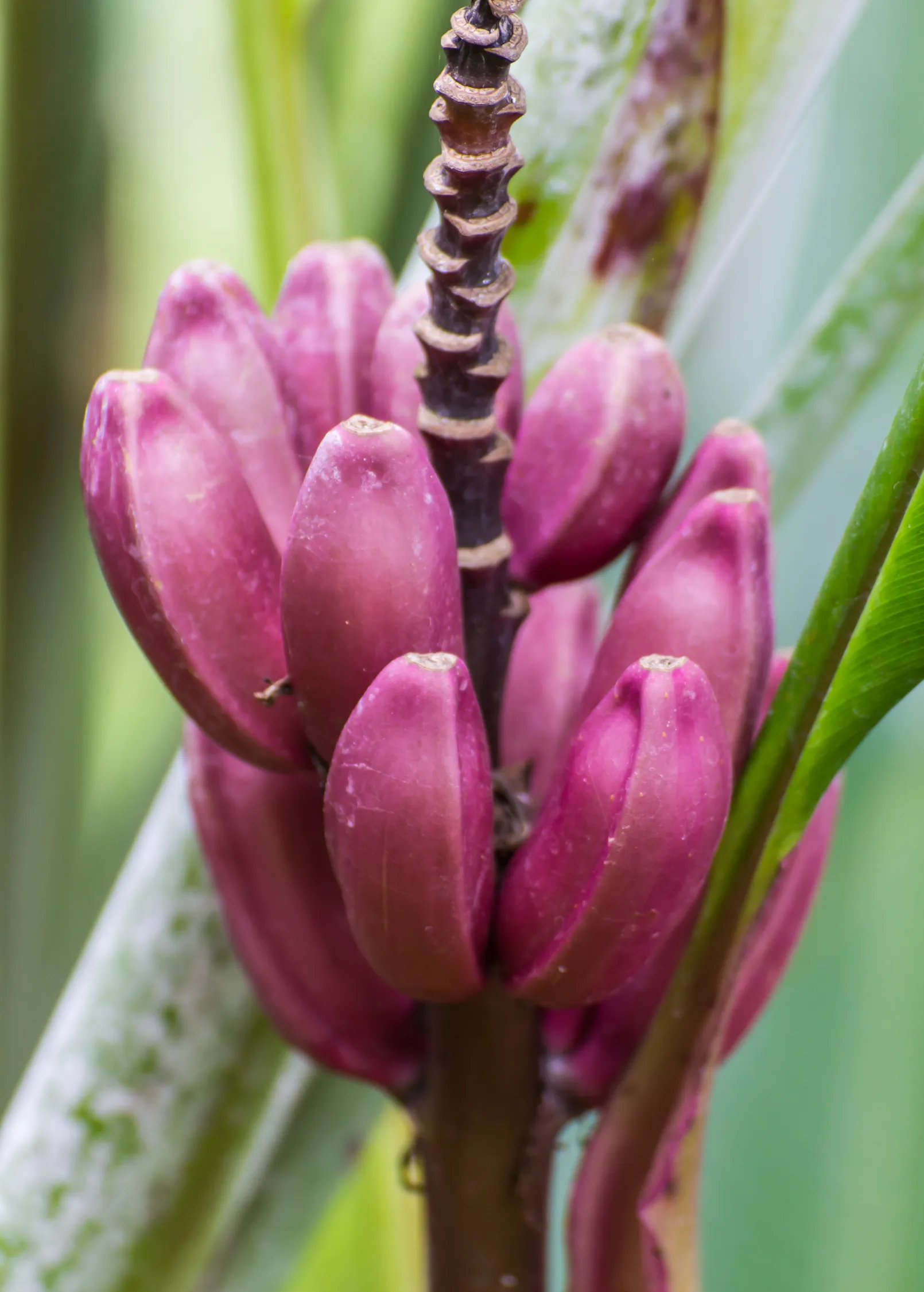 Indian Dwarf Banana (Musa manii)