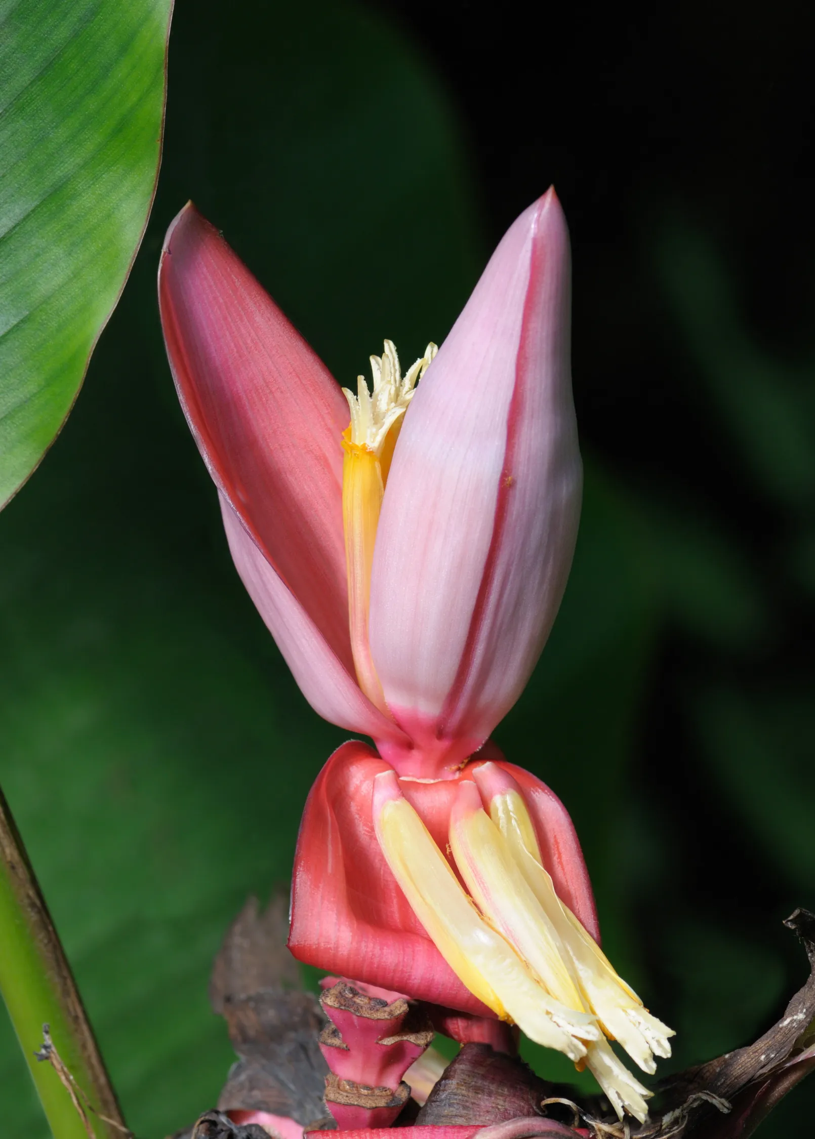 Indian Dwarf Banana (Musa manii)