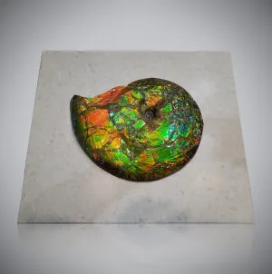 Iridescent Ammonite (Ammolite) in Quartz, 14"