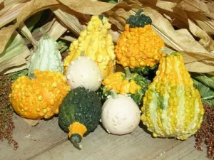 Mini Ornamental Gourds - Heirloom Vegetable - 10 Seeds