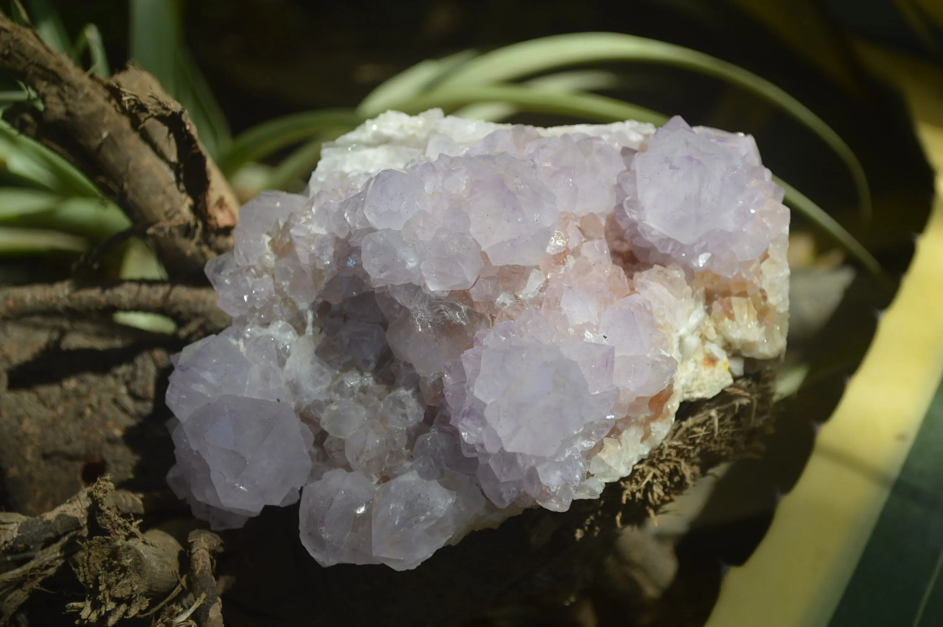 Natural Cactus Flower Spirit Quartz Cluster x 1 From Boekenhouthoek, South Africa