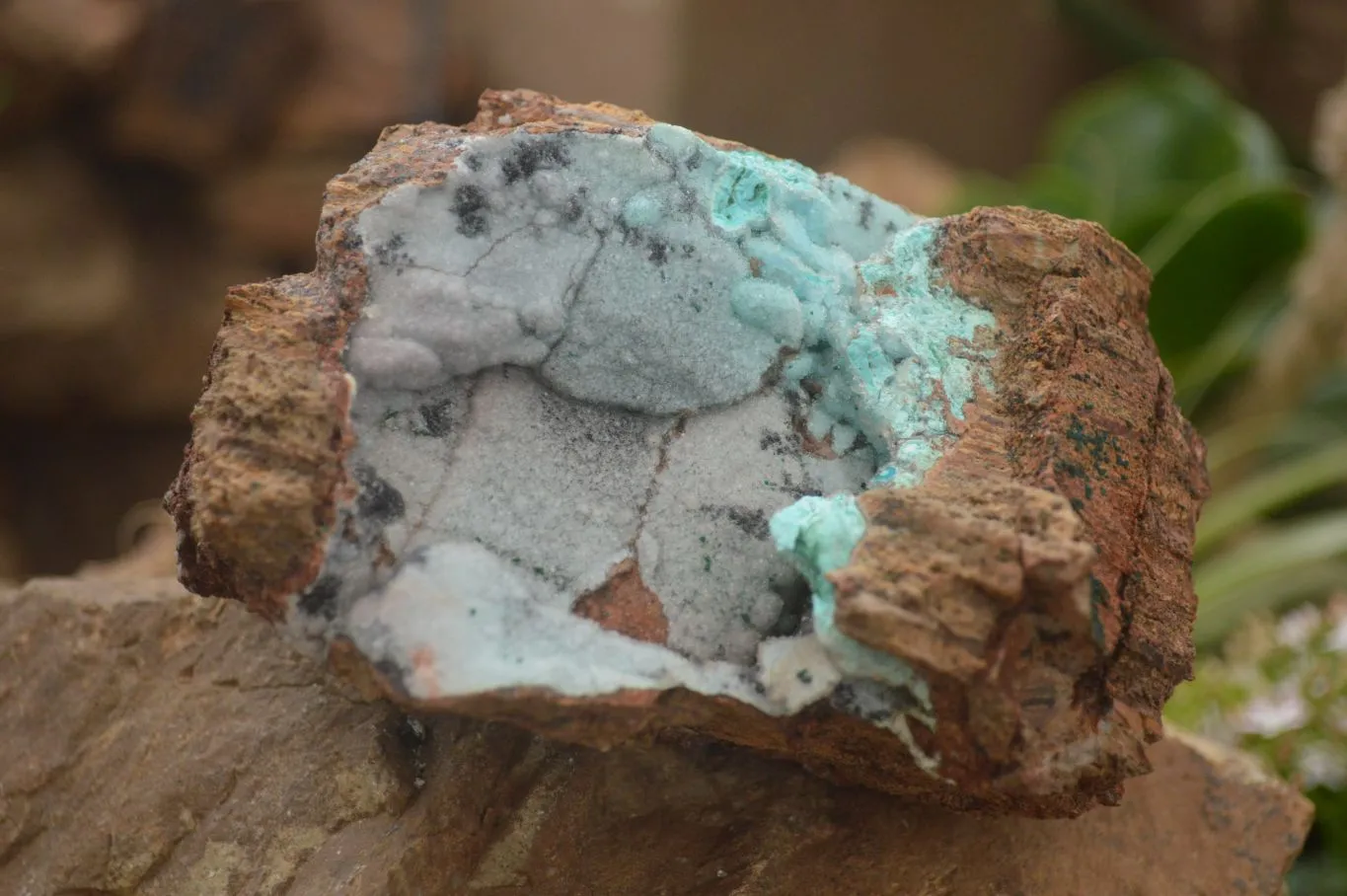 Natural Drusy Coated Chrysocolla & Malachite Specimen x 1 From Likasi, Congo