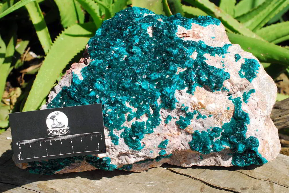 Natural Extra Large Classic Emerald Dioptase Museum Size Specimen x 1 From Tantara, Congo