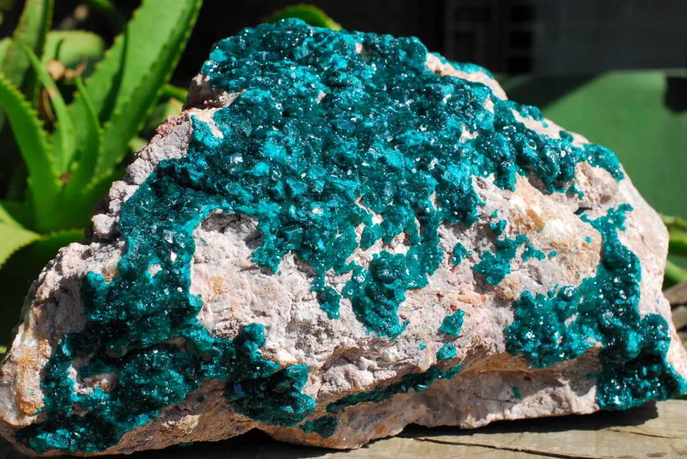 Natural Extra Large Classic Emerald Dioptase Museum Size Specimen x 1 From Tantara, Congo