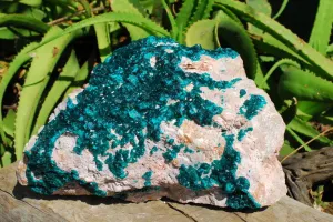 Natural Extra Large Classic Emerald Dioptase Museum Size Specimen x 1 From Tantara, Congo