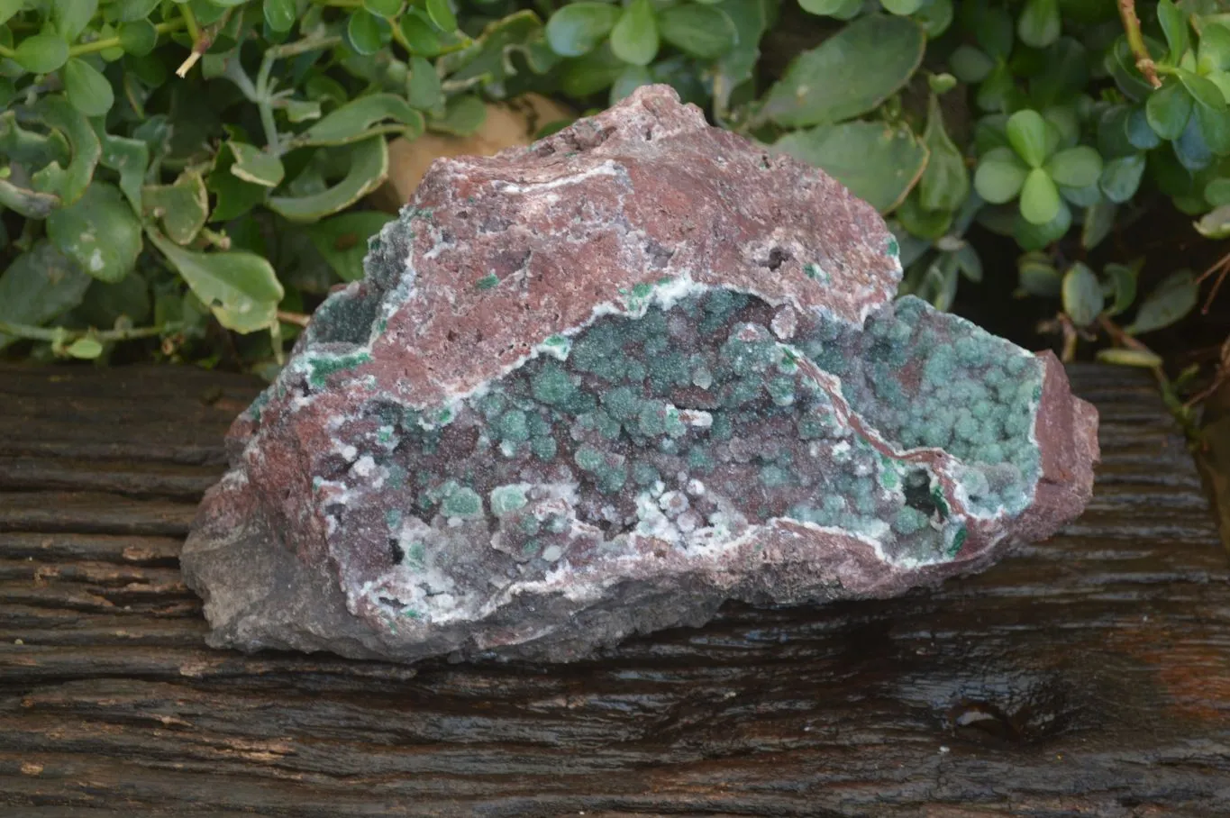 Natural Extra Large Drusy Coated Ball Malachite On Red Dolomite Specimen x 1 From Likasi, Congo