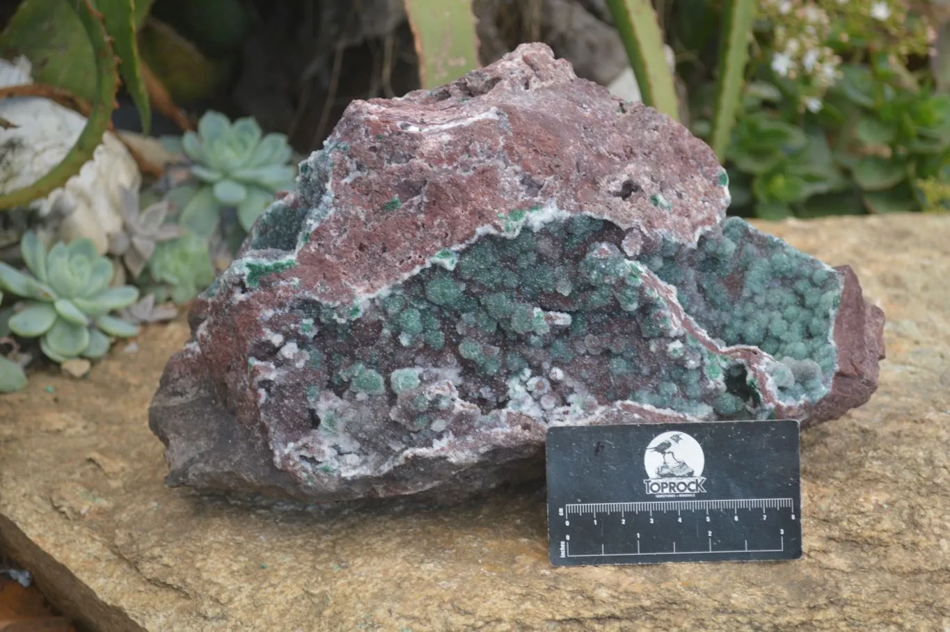 Natural Extra Large Drusy Coated Ball Malachite On Red Dolomite Specimen x 1 From Likasi, Congo