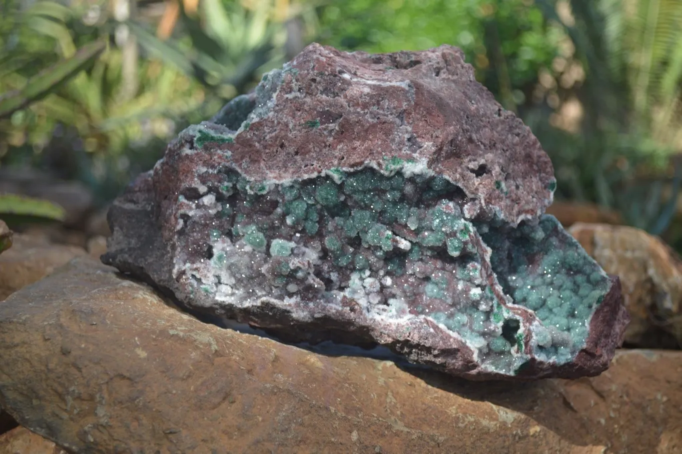 Natural Extra Large Drusy Coated Ball Malachite On Red Dolomite Specimen x 1 From Likasi, Congo