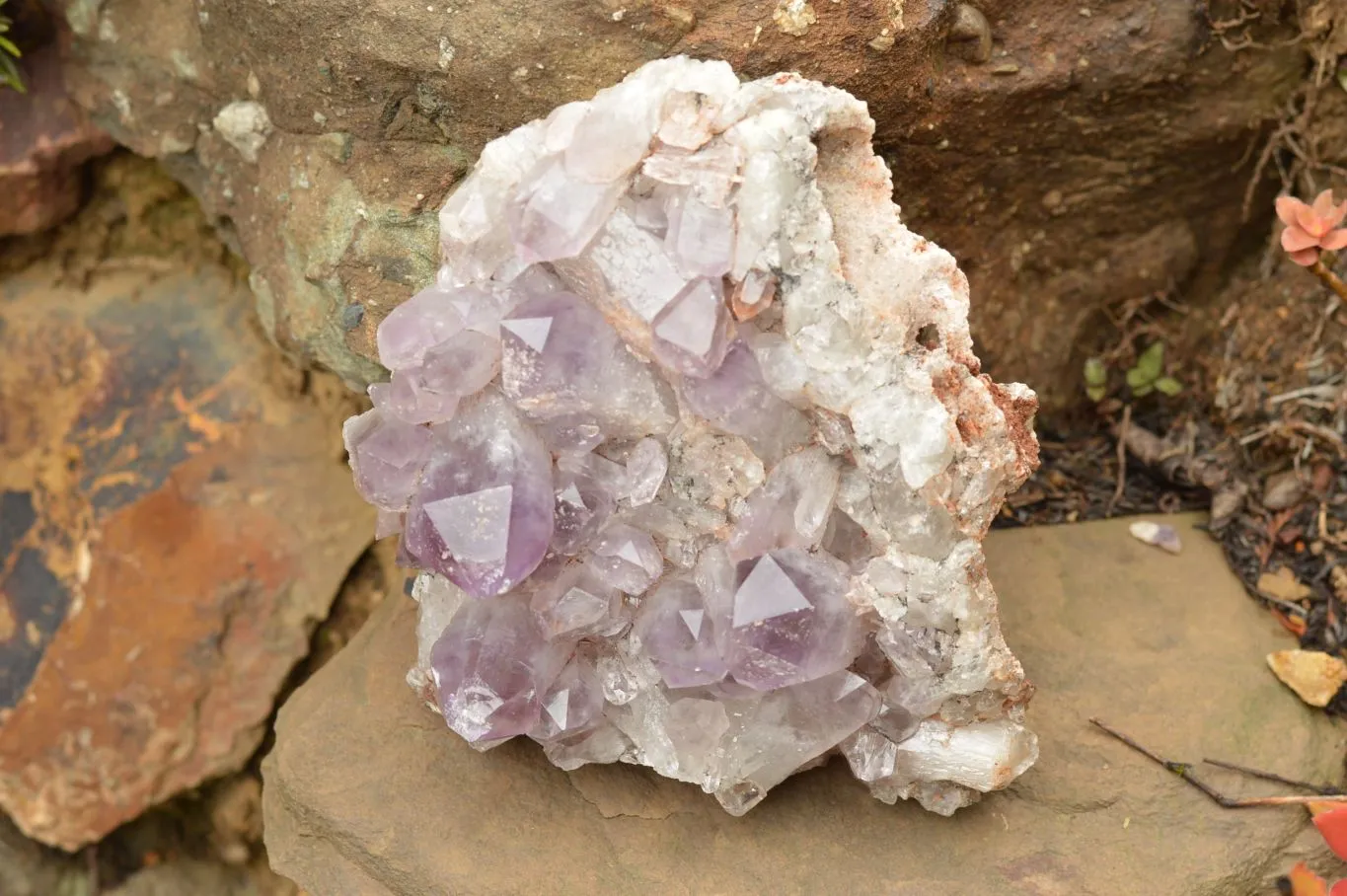 Natural Jacaranda Amethyst Quartz Cluster x 1 From Zambia