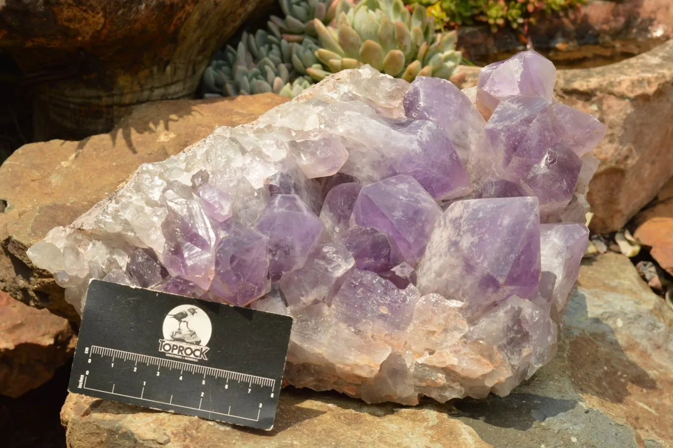 Natural Large Jacaranda Amethyst Cluster x 1 From Mumbwa, Zambia