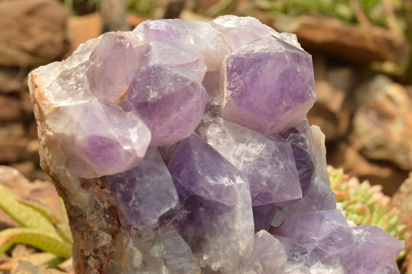 Natural Large Jacaranda Amethyst Cluster x 1 From Mumbwa, Zambia