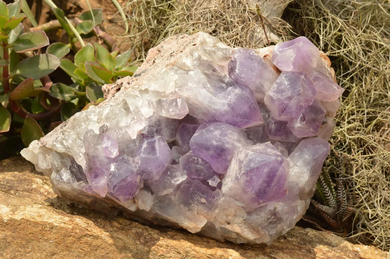 Natural Large Jacaranda Amethyst Cluster x 1 From Mumbwa, Zambia