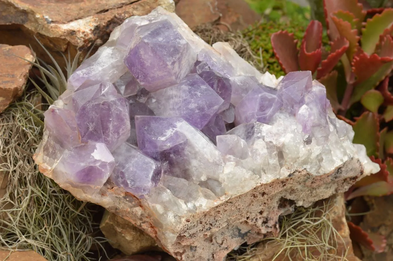 Natural Large Jacaranda Amethyst Cluster x 1 From Mumbwa, Zambia