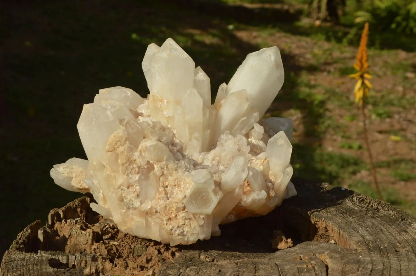 Natural Large Milky White Quartz Cluster With Clean Intact Crystals  x 1 From Madagascar