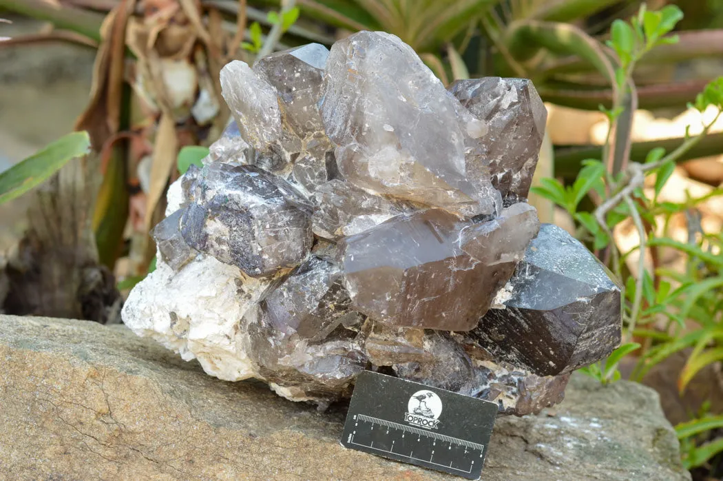 Natural XL Self Healed Smokey Quartz Cluster x 1 From Mt. Mulanje, Malawi