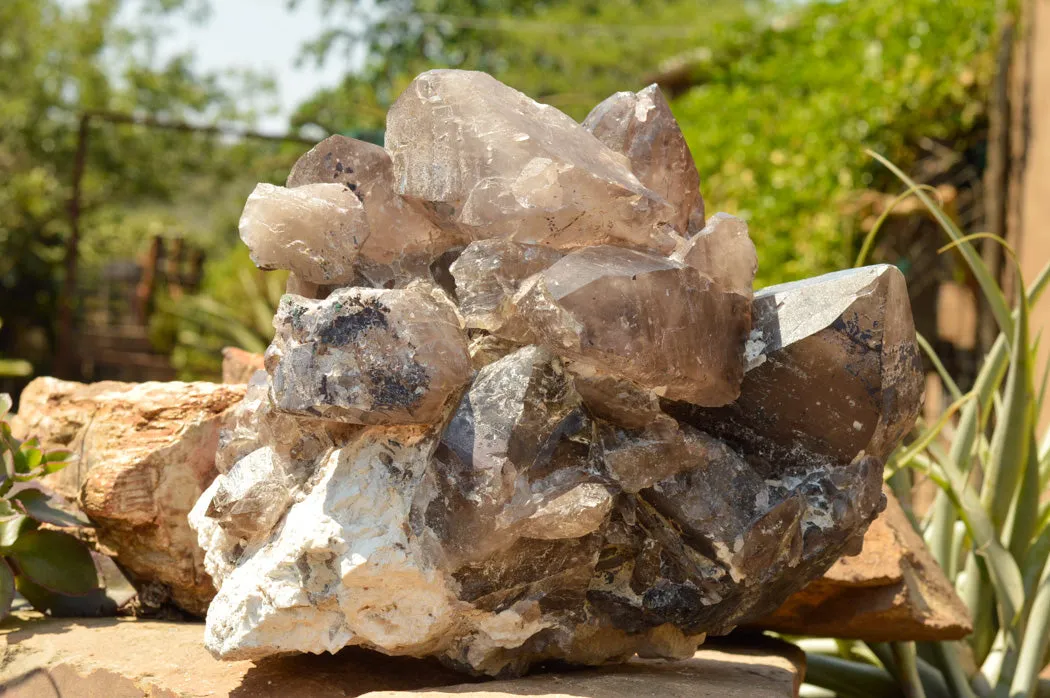 Natural XL Self Healed Smokey Quartz Cluster x 1 From Mt. Mulanje, Malawi