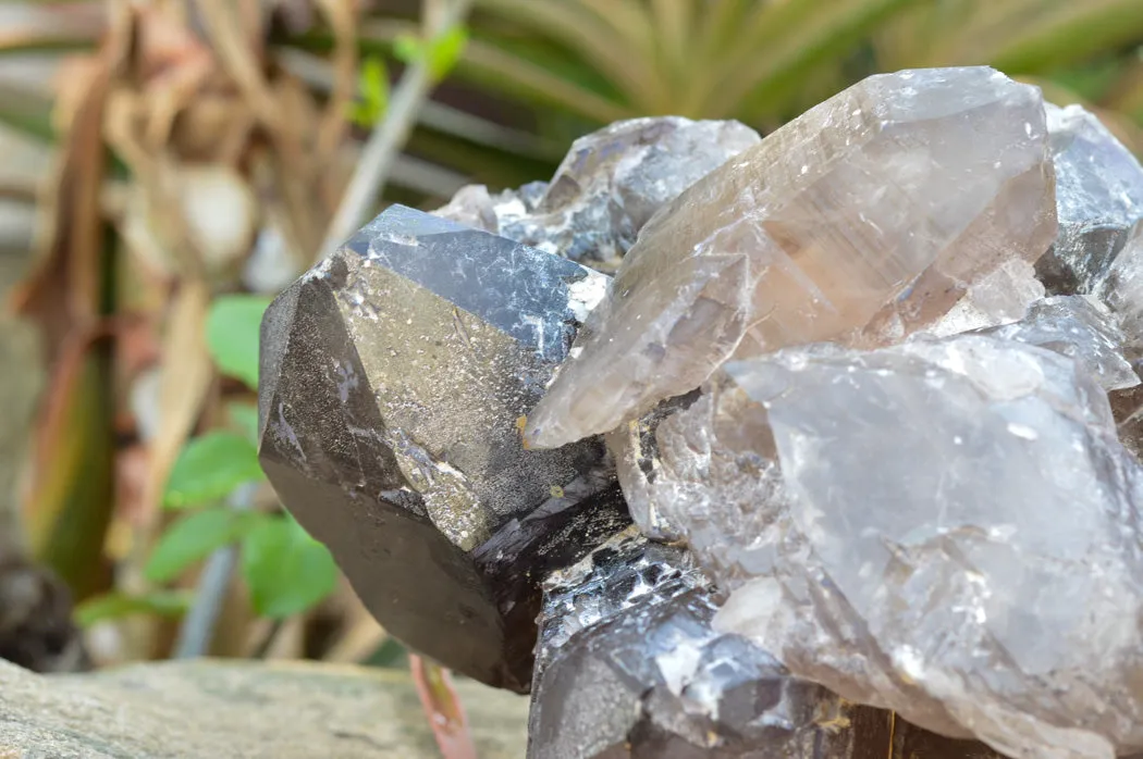 Natural XL Self Healed Smokey Quartz Cluster x 1 From Mt. Mulanje, Malawi