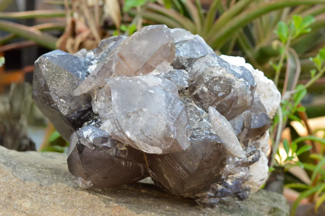 Natural XL Self Healed Smokey Quartz Cluster x 1 From Mt. Mulanje, Malawi