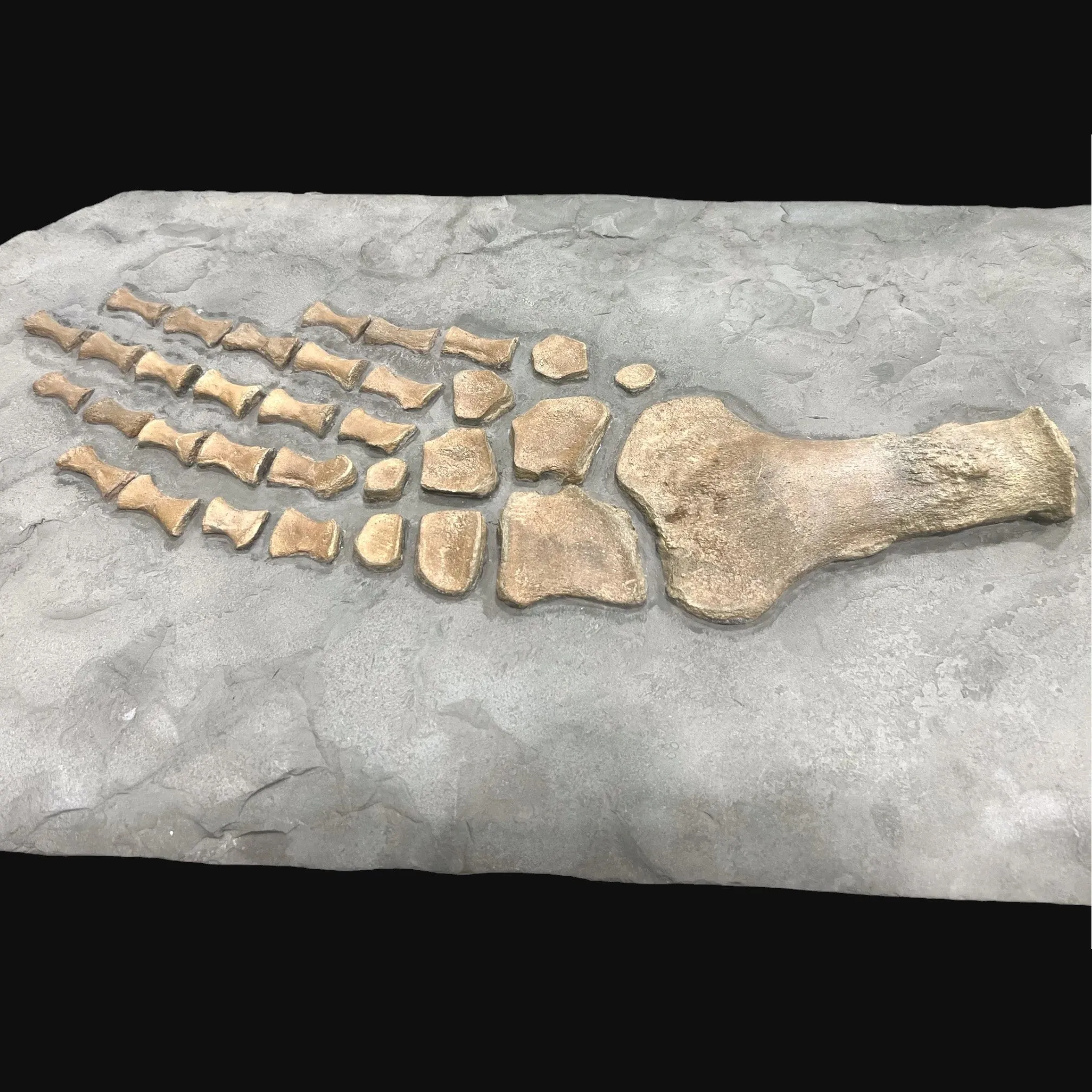 Plesiosaur Paddle, Oxford Clay, United Kingdom