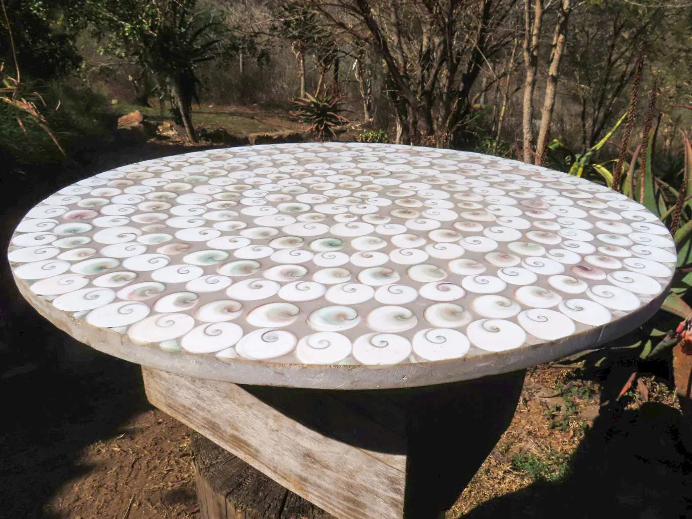 Polished Extra Large Fossil Shell Table Top x 1 From Madagascar