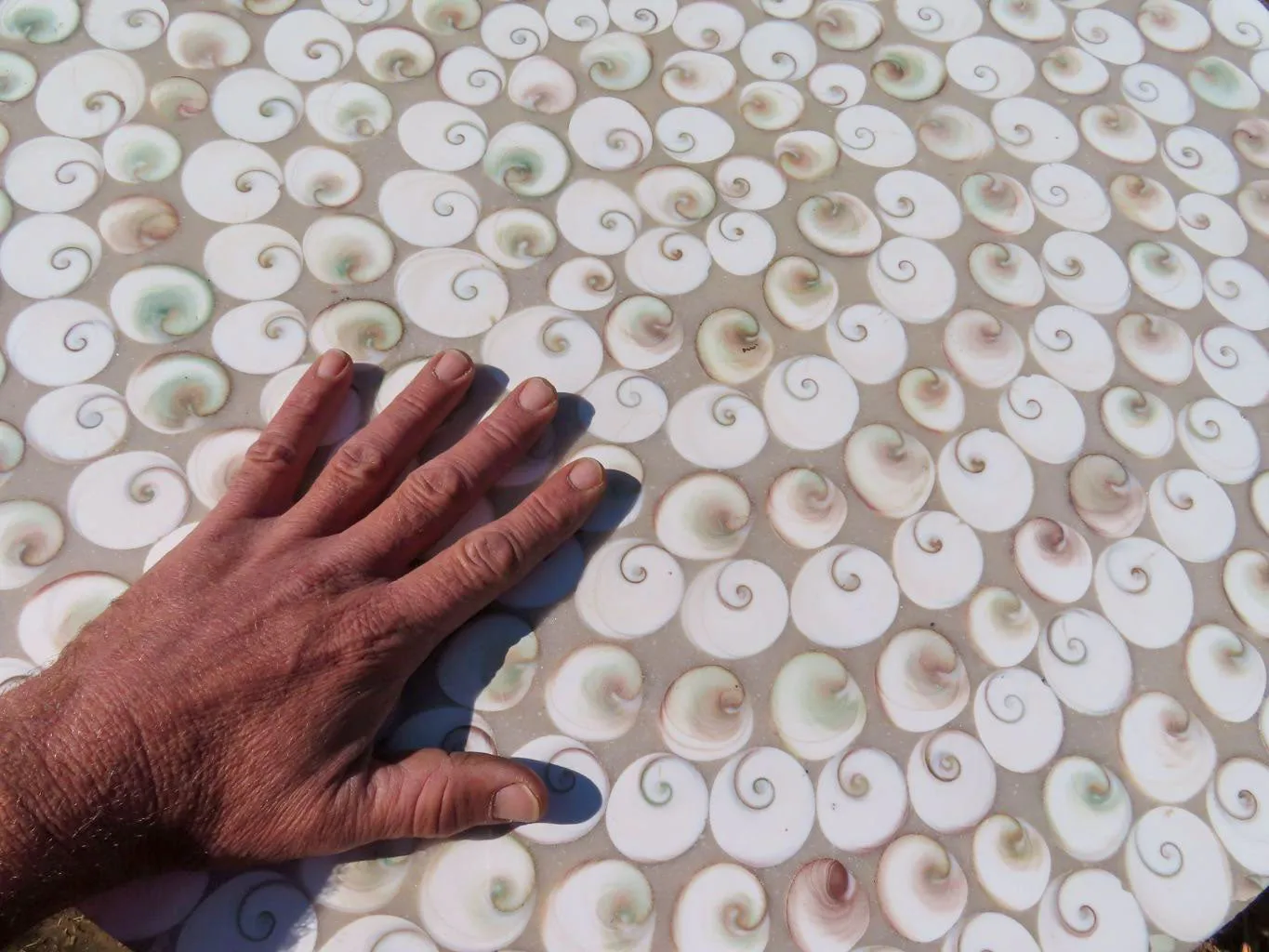 Polished Extra Large Fossil Shell Table Top x 1 From Madagascar