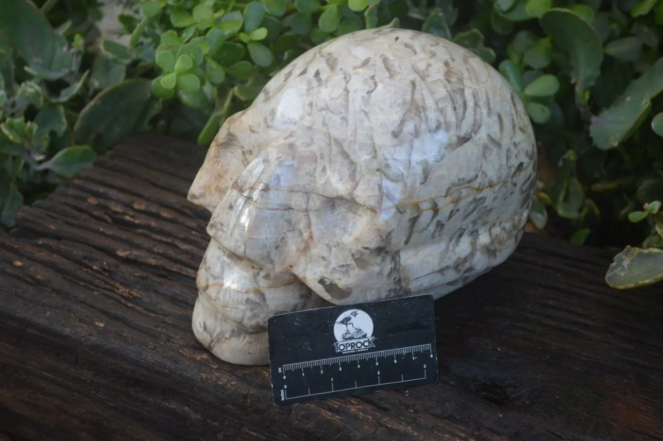 Polished Extra Large Tiger Quartz In Feldspar Skull Carving  x 1 From Madagascar