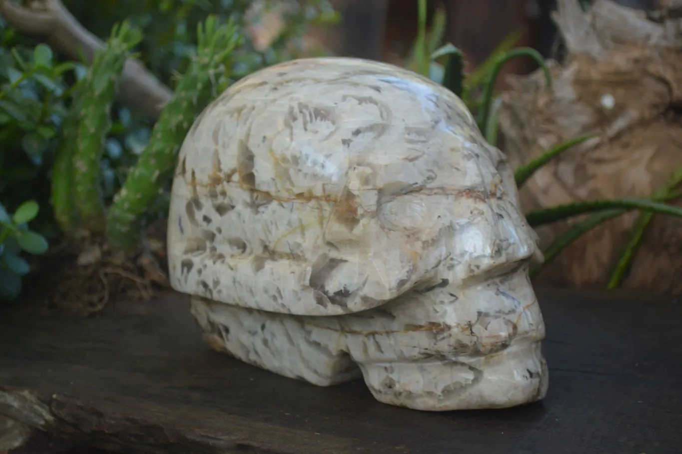 Polished Extra Large Tiger Quartz In Feldspar Skull Carving  x 1 From Madagascar