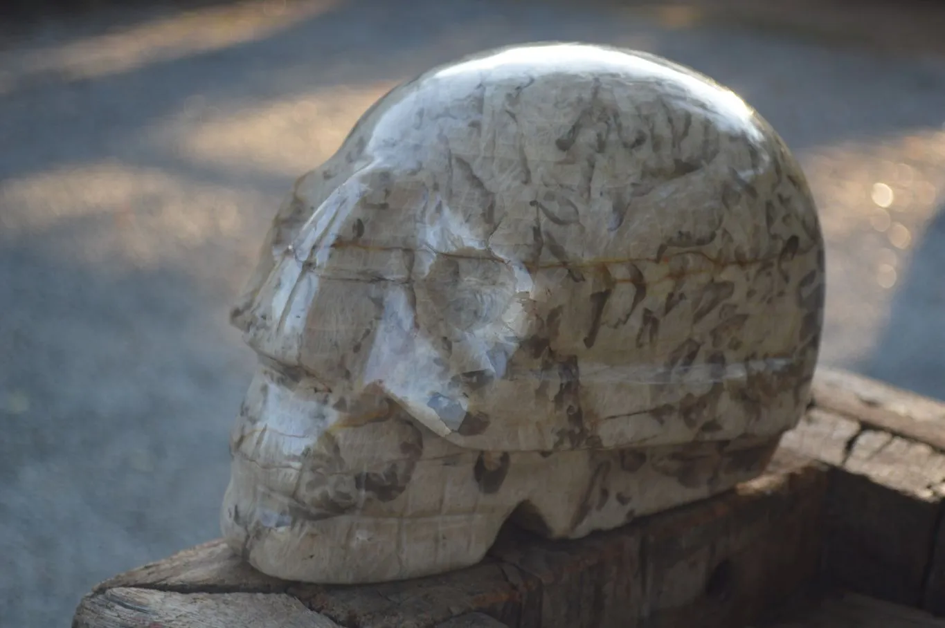 Polished Extra Large Tiger Quartz In Feldspar Skull Carving  x 1 From Madagascar