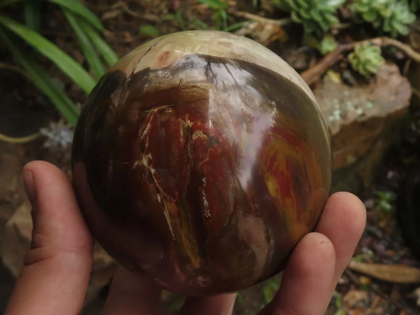 Polished Petrified Red Podocarpus Wood Spheres With Custom Rosewood Stands x 1 From Mahajanga, Madagascar