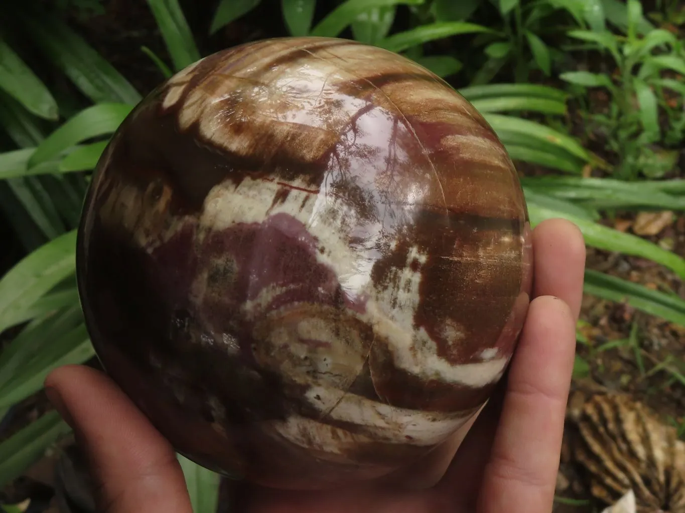 Polished Petrified Red Podocarpus Wood Spheres With Custom Rosewood Stands x 1 From Mahajanga, Madagascar