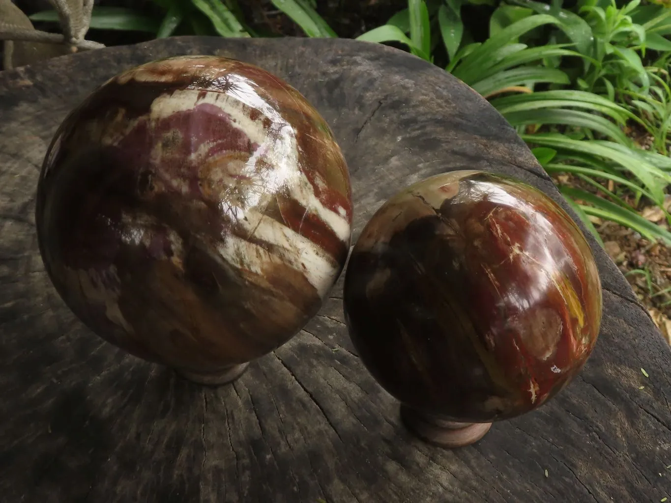 Polished Petrified Red Podocarpus Wood Spheres With Custom Rosewood Stands x 1 From Mahajanga, Madagascar