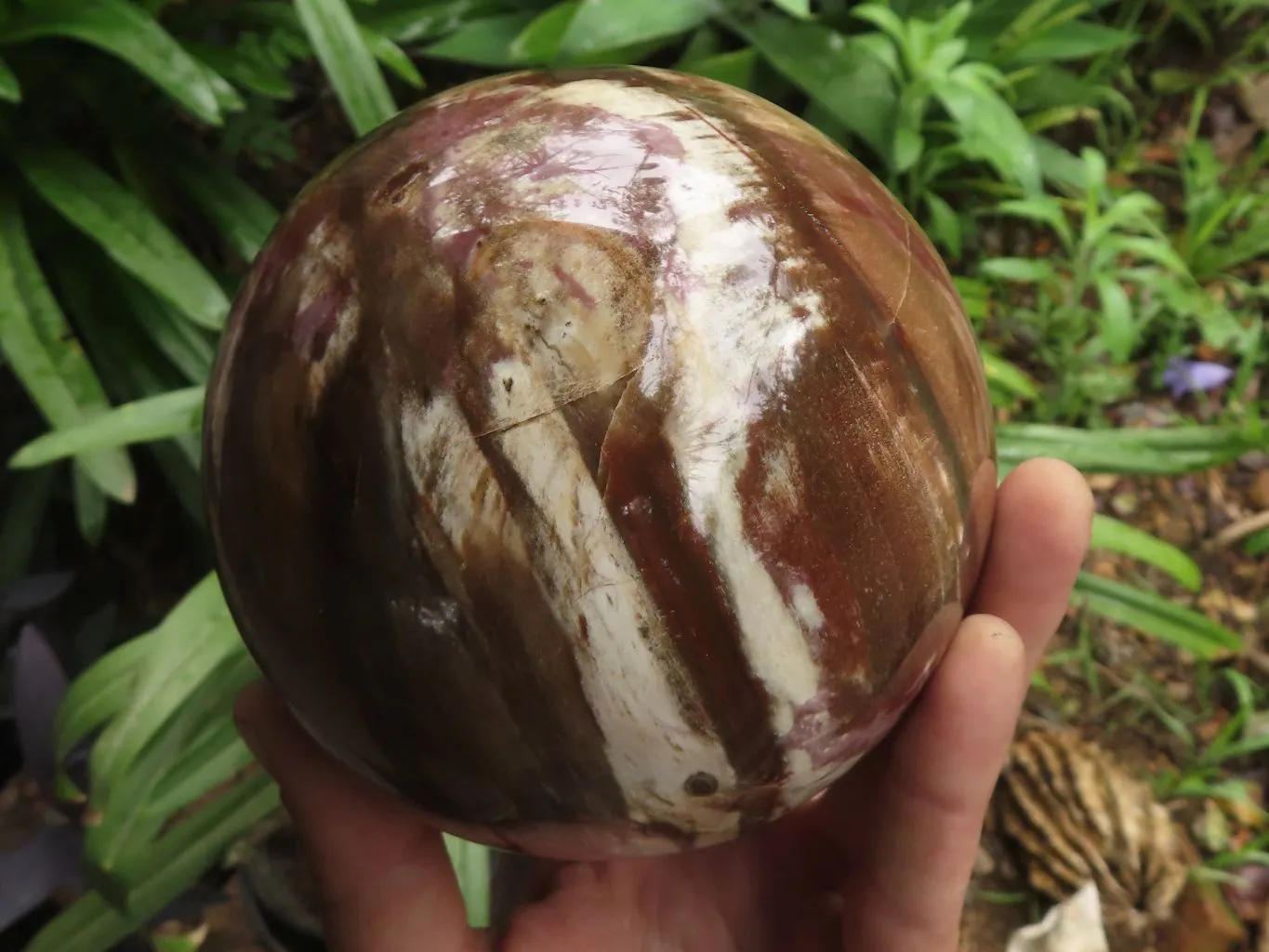 Polished Petrified Red Podocarpus Wood Spheres With Custom Rosewood Stands x 1 From Mahajanga, Madagascar