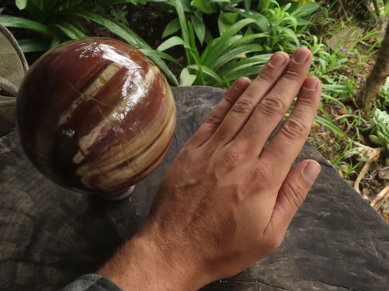 Polished Petrified Red Podocarpus Wood Spheres With Custom Rosewood Stands x 1 From Mahajanga, Madagascar