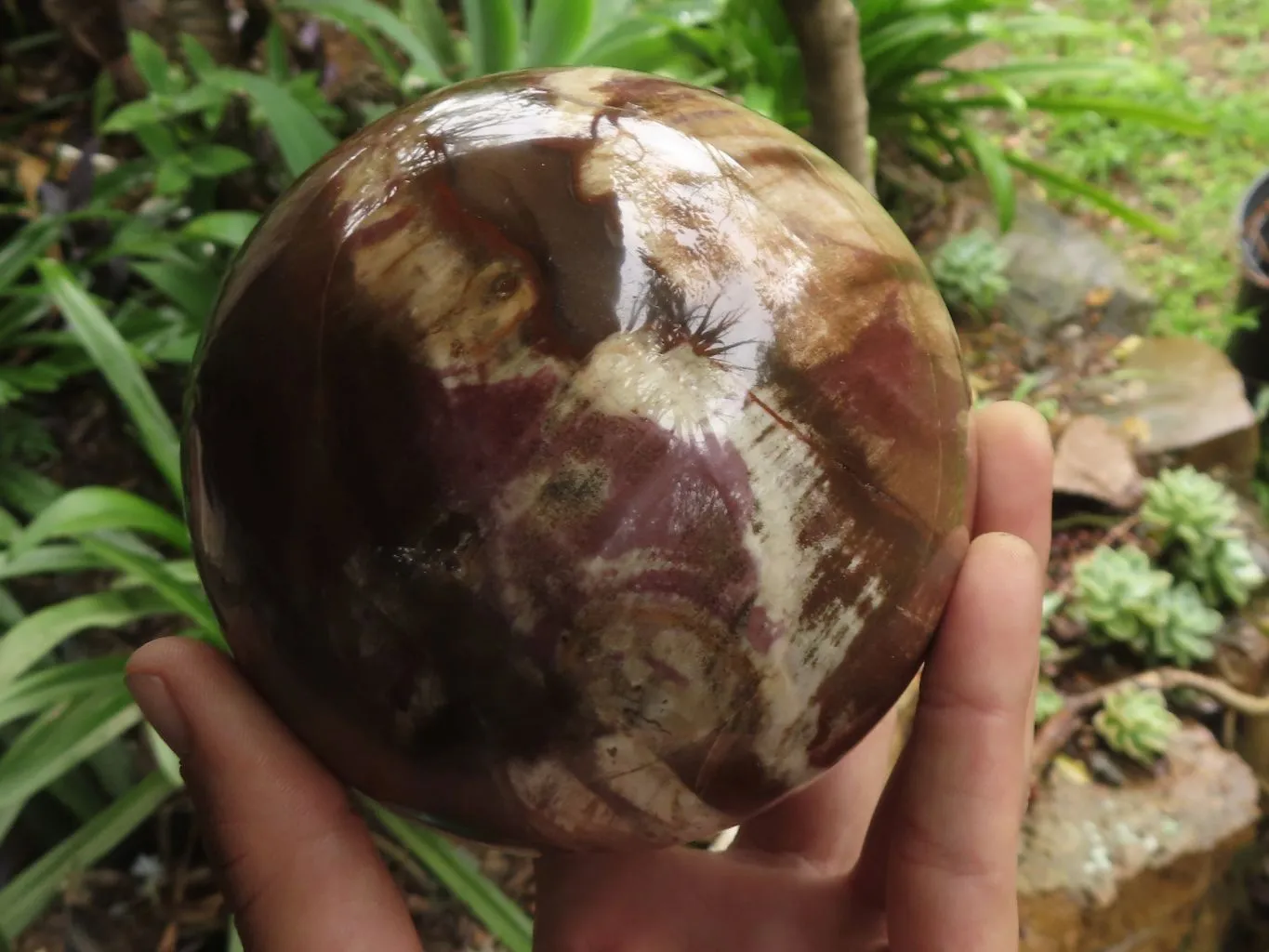 Polished Petrified Red Podocarpus Wood Spheres With Custom Rosewood Stands x 1 From Mahajanga, Madagascar