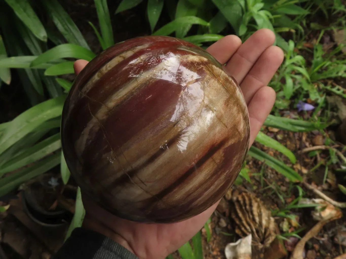 Polished Petrified Red Podocarpus Wood Spheres With Custom Rosewood Stands x 1 From Mahajanga, Madagascar