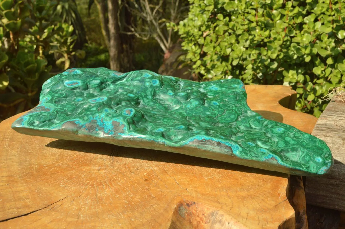 Polished XL Malachite Free Form With Blue Chrysocolla Rings x 1 From Congo