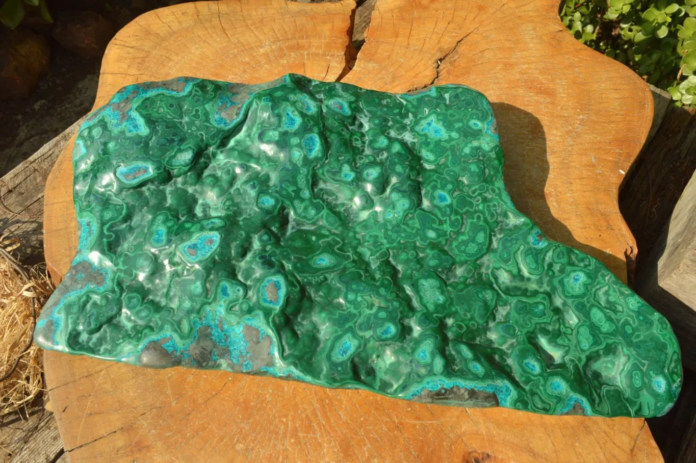 Polished XL Malachite Free Form With Blue Chrysocolla Rings x 1 From Congo